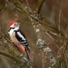 Strakapoud prostredni - Dendrocopos medius - Middle Spotted Woodpecker 9632_2